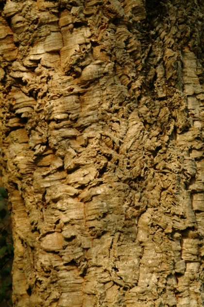 Quercus suber / Quercia da sughero